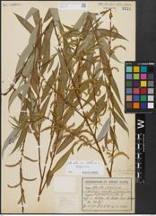 Foto von Salix alba subsp. vitellina (L.) Arcang. x Salix babylonica L.